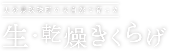 大分県玖珠町の大自然で育った　生・乾燥きくらげ