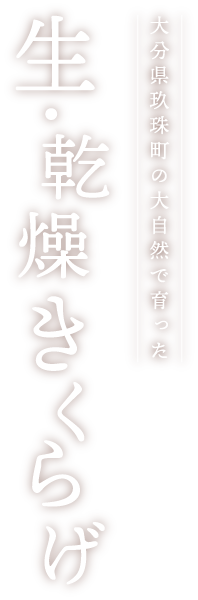 大分県玖珠町の大自然で育った　生・乾燥きくらげ